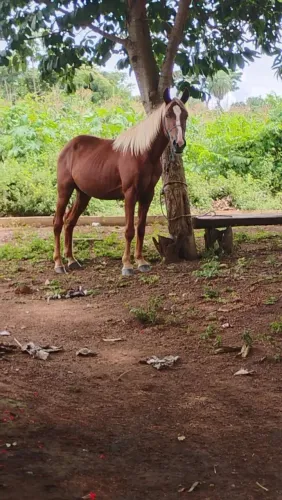 Vende-se cavalo QM
