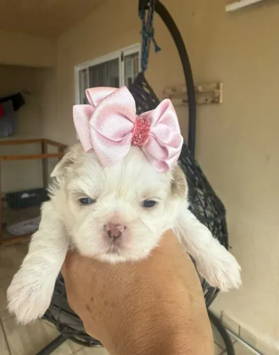 SHITZU PRINCESA PARA RESERVA