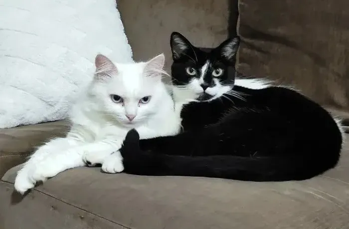 Gatas castradas para adoção 