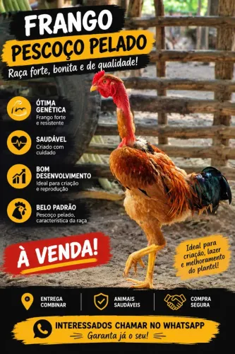 ?Frango Caipira pescoço pelado ?