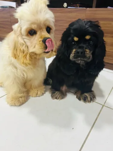 Casal de cocker americano