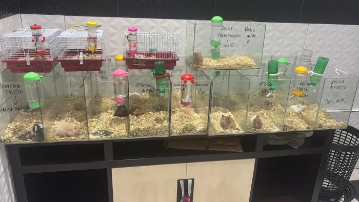 Vendo criação de Hamster Sírio