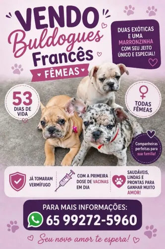 Cachorro buldog frances