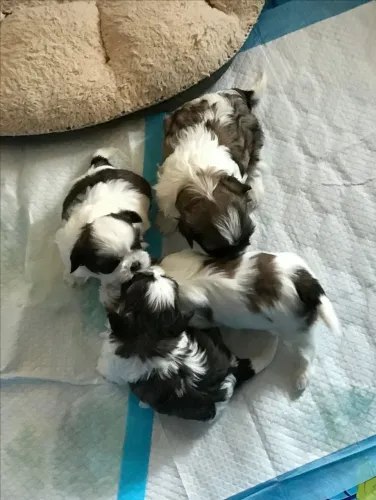 Filhotes de Shih Tzu | A ternura mora aqui.