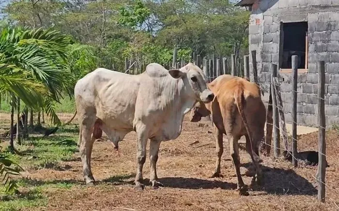 Lote de 3 bois, 3 vacas, 2 bezeros