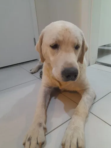 Labrador 1 Ano de idade