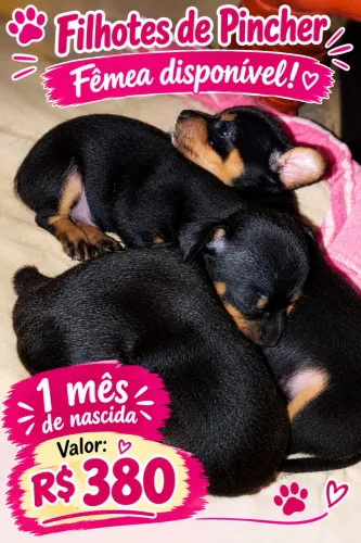 Cachorro 