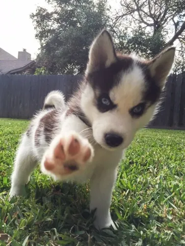 Husky siberiano Cachorrinho que conquista desde o primeiro momento
