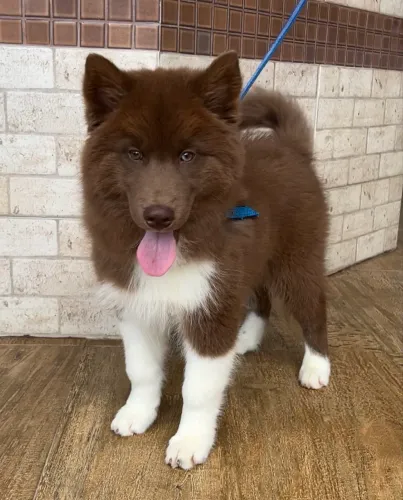 Husky Siberiano