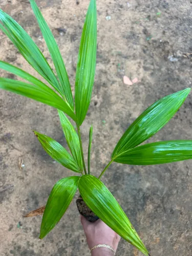 Mudas frutíferas