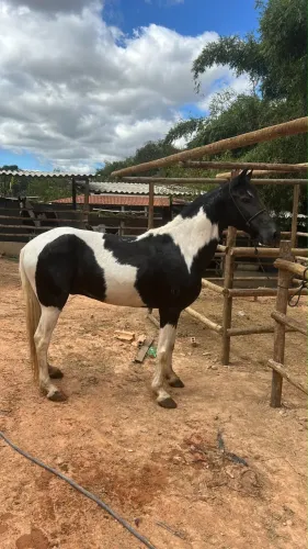 Oportunidade, cavalo registrado!!!