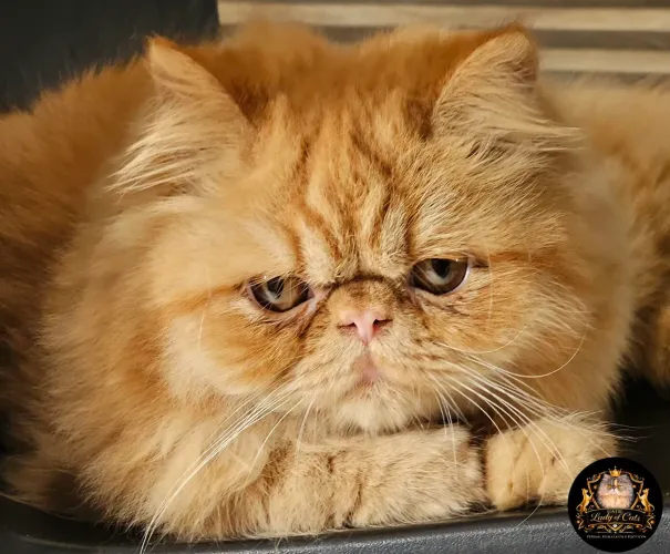 Gato persa macho Red