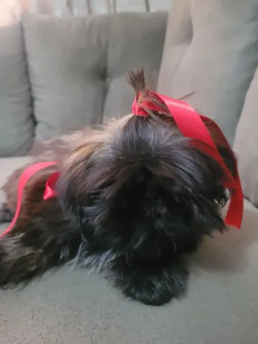 Filhote de Shi- tzu Fêmea 