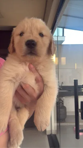 Golden Retriever Disponiveis