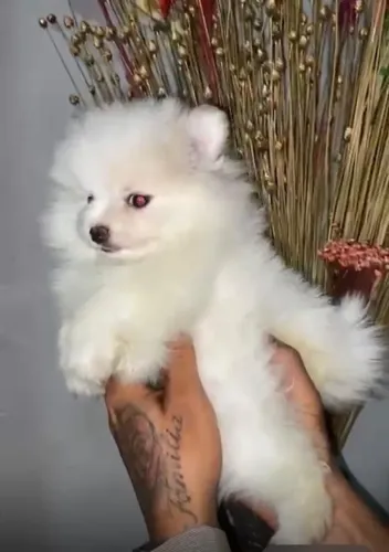 Lulu da Pomerânia Fêmea