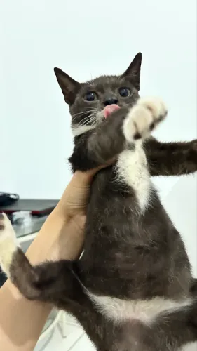 Adoção de gato responsável