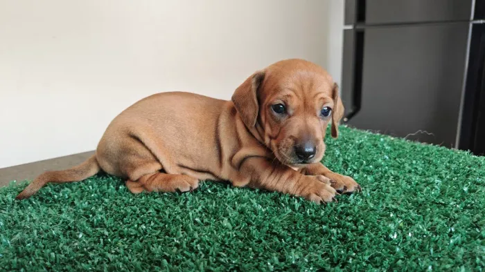 Filhotes de Dachshund / Salsicha