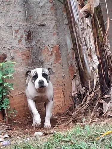Pit bull
