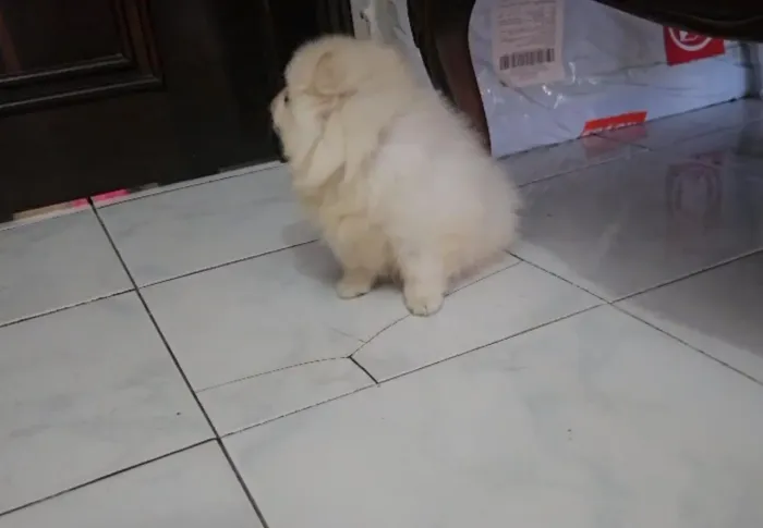 Belissima filhote fêmea de Lulu da Pomerânia, MINÚSCULA!!!