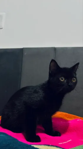 Gato filhote macho (pai persa)