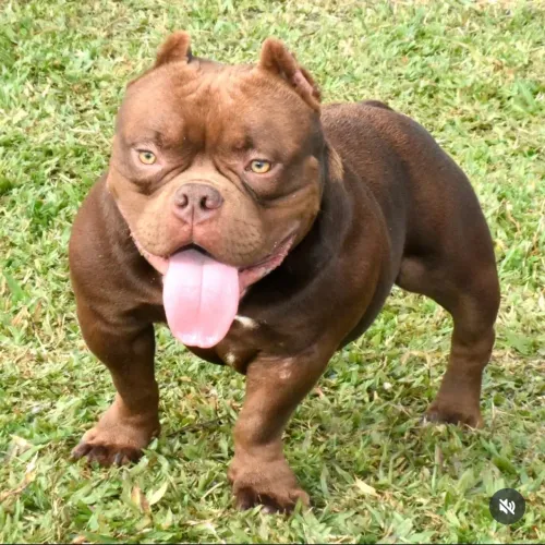 American bully exotic micro