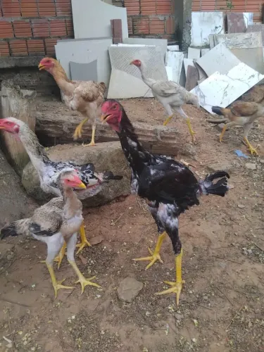 Galinhas Índio Gigante