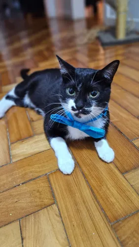 Gatinho amoroso para adoção
