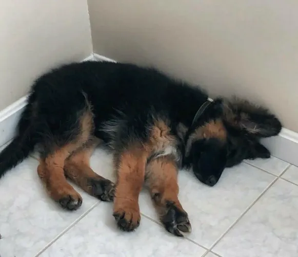 Pastor alemão Um pequeno dog com um amor enorme para dar