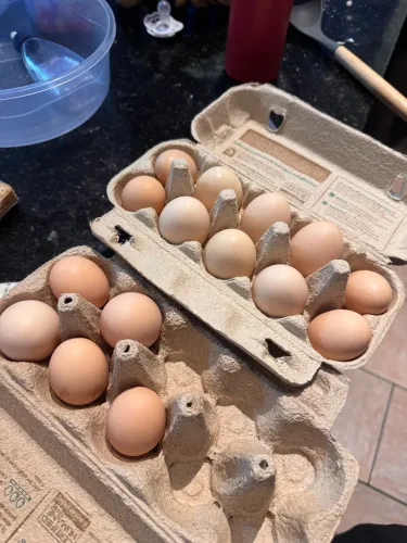 Ovos Galados de Galinha Caipira e Rhode Island