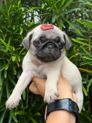 Pug Fêmea