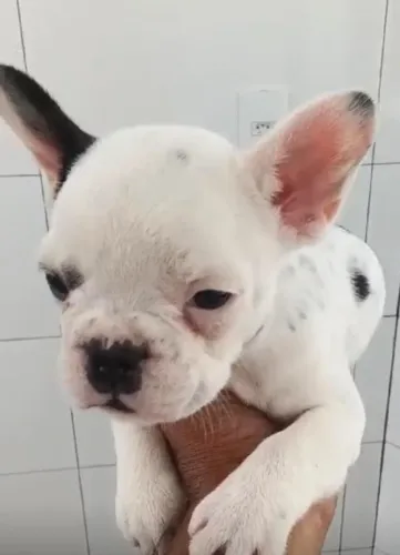 Bulldog frances disponiveis