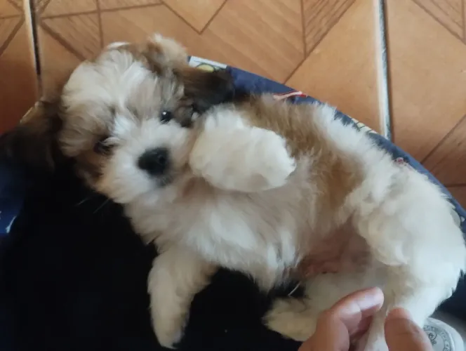 Filhote Shitzu macho disponível