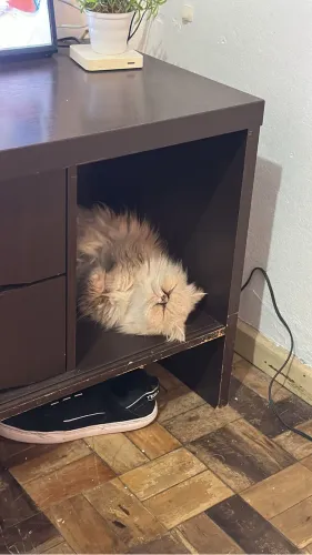 gato persa
