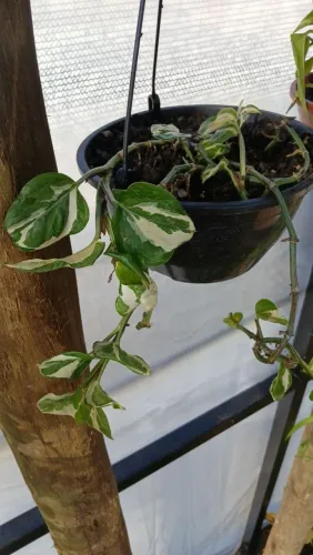 Planta giboia njoy