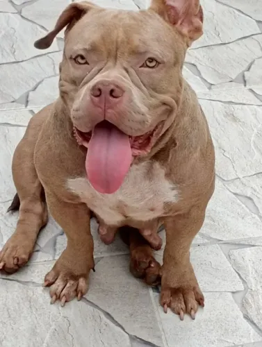 American Bully doando 