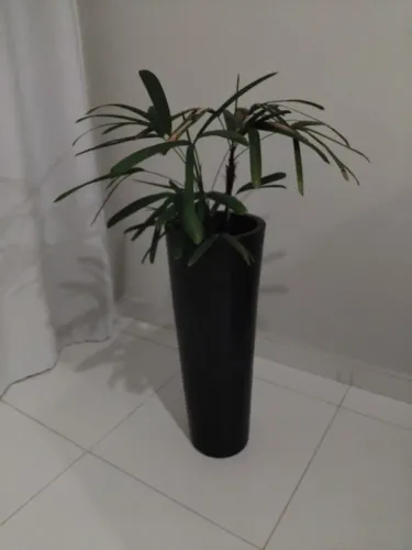 Vaso com planta