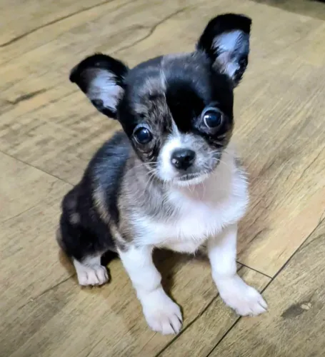 Chihuahua Exótica 