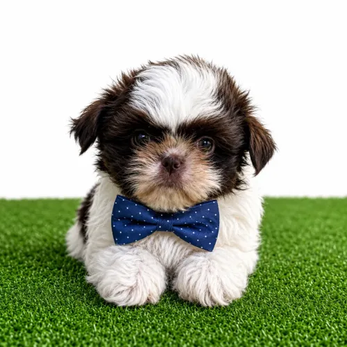 Filhote Shihtzu ChocoWhite entrega em Maringá Sábado 18/07 (Leia o Anúncio)