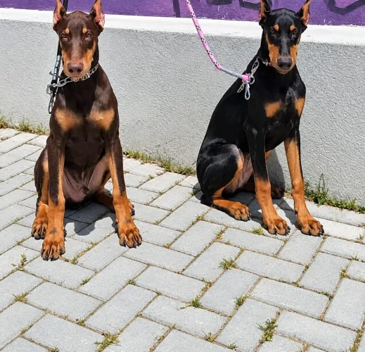 Doberman disponível