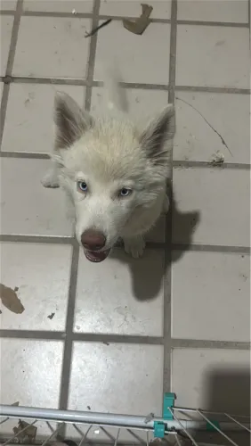 Cachorra da raça Husky Siberiano