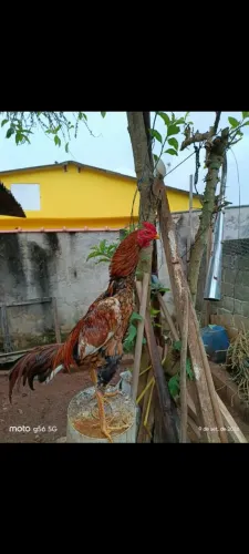 Galo indio novo