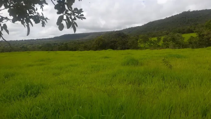 Fazenda chácara granja confinamento Planaltina Urgente DF