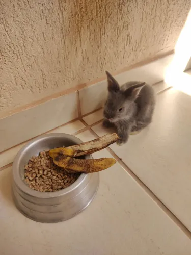 Vendo Filhotes de Coelhos Lion Head