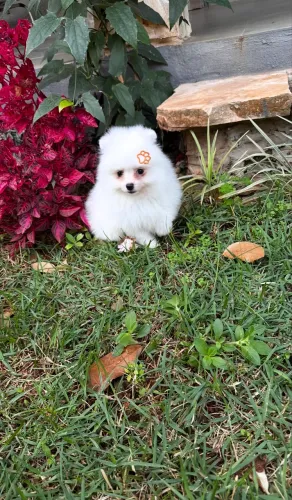 Macho de Lulu da Pomerania