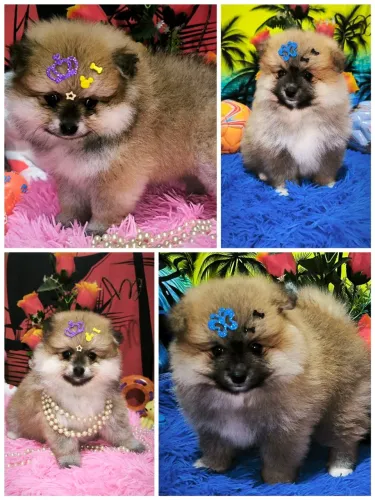 Spitz alemão ( machinho e fêmea)