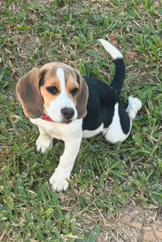 Beagle Fêmea 
