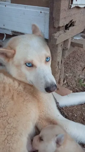 Venda de Cachorro de Raça