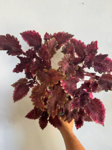 Vaso de Coleus roxo