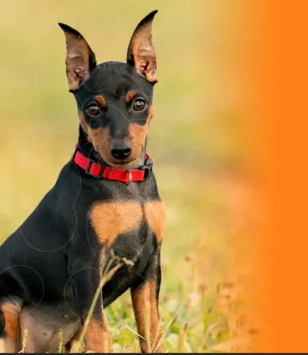 Pinscher 