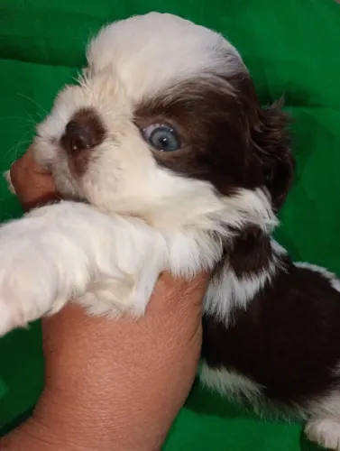 vendo ninhada de shih tzu